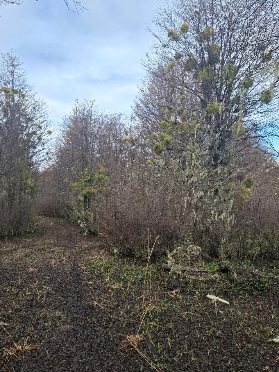 Parcela 0,5 ha en Cerro Galera interior, Coyhaique